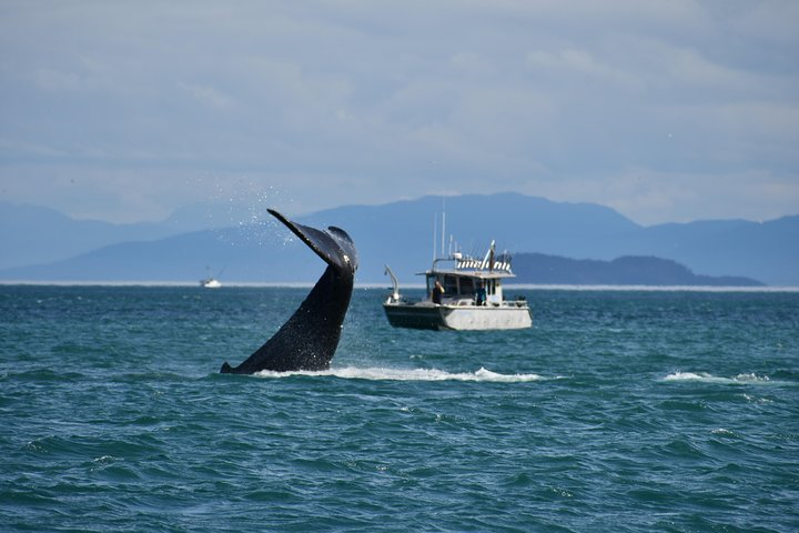 Humpback Whale tale with Silver Spoon in the back ground